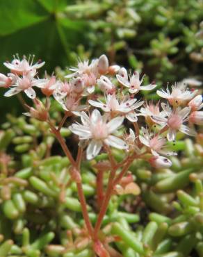 Fotografia 1 da espécie Sedum album no Jardim Botânico UTAD