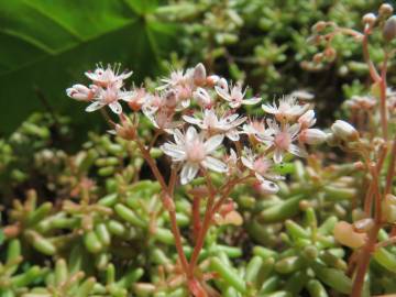 Fotografia da espécie Sedum album