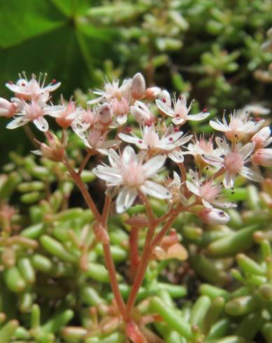 Fotografia de capa Sedum album - do Jardim Botânico