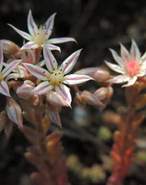 Fotografia 16 da espécie Sedum album no Jardim Botânico UTAD