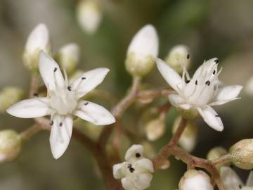 Fotografia da espécie Sedum album