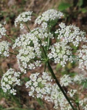 Fotografia 1 da espécie Peucedanum oreoselinum no Jardim Botânico UTAD