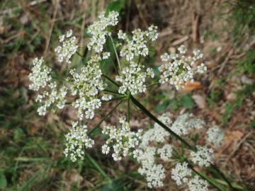 Fotografia da espécie Peucedanum oreoselinum