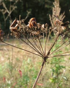 Fotografia 3 da espécie Peucedanum oreoselinum no Jardim Botânico UTAD