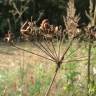 Fotografia 3 da espécie Peucedanum oreoselinum do Jardim Botânico UTAD