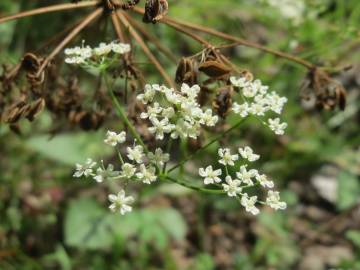 Fotografia da espécie Peucedanum oreoselinum