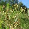 Fotografia 6 da espécie Peucedanum oreoselinum do Jardim Botânico UTAD