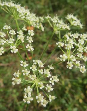 Fotografia 8 da espécie Peucedanum oreoselinum no Jardim Botânico UTAD