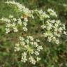 Fotografia 8 da espécie Peucedanum oreoselinum do Jardim Botânico UTAD