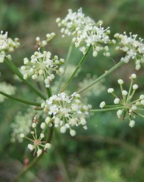 Fotografia 9 da espécie Peucedanum oreoselinum no Jardim Botânico UTAD