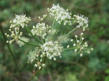 Fotografia da espécie Peucedanum oreoselinum