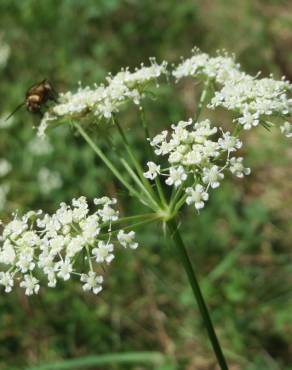 Fotografia 10 da espécie Peucedanum oreoselinum no Jardim Botânico UTAD