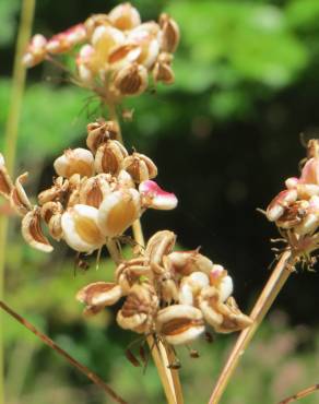 Fotografia 11 da espécie Peucedanum oreoselinum no Jardim Botânico UTAD