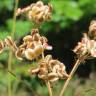 Fotografia 11 da espécie Peucedanum oreoselinum do Jardim Botânico UTAD