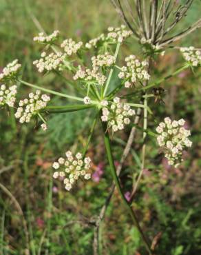 Fotografia 12 da espécie Peucedanum oreoselinum no Jardim Botânico UTAD