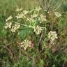 Fotografia 12 da espécie Peucedanum oreoselinum do Jardim Botânico UTAD