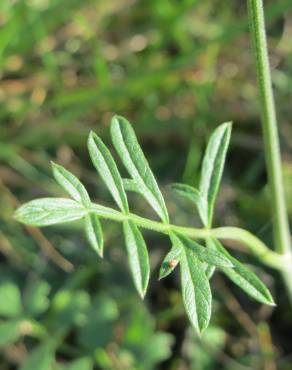 Fotografia 13 da espécie Peucedanum oreoselinum no Jardim Botânico UTAD