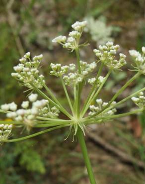 Fotografia 14 da espécie Peucedanum oreoselinum no Jardim Botânico UTAD