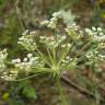 Fotografia 14 da espécie Peucedanum oreoselinum do Jardim Botânico UTAD