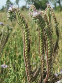 Fotografia da espécie Phacelia tanacetifolia