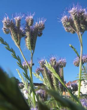 Fotografia 7 da espécie Phacelia tanacetifolia no Jardim Botânico UTAD