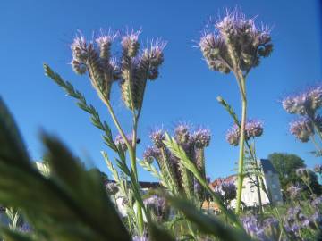 Fotografia da espécie Phacelia tanacetifolia