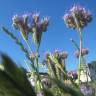 Fotografia 7 da espécie Phacelia tanacetifolia do Jardim Botânico UTAD