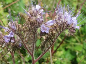 Fotografia da espécie Phacelia tanacetifolia