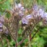 Fotografia 8 da espécie Phacelia tanacetifolia do Jardim Botânico UTAD