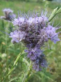 Fotografia da espécie Phacelia tanacetifolia