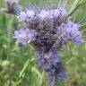 Fotografia 10 da espécie Phacelia tanacetifolia do Jardim Botânico UTAD