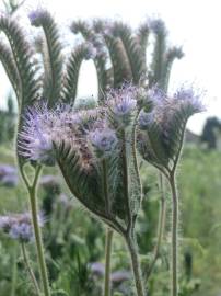 Fotografia da espécie Phacelia tanacetifolia