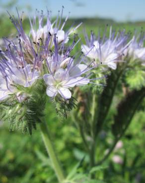 Fotografia 12 da espécie Phacelia tanacetifolia no Jardim Botânico UTAD