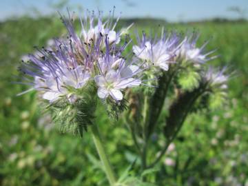 Fotografia da espécie Phacelia tanacetifolia