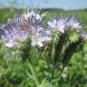 Fotografia 12 da espécie Phacelia tanacetifolia do Jardim Botânico UTAD