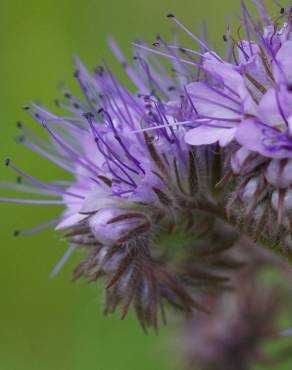 Fotografia 14 da espécie Phacelia tanacetifolia no Jardim Botânico UTAD