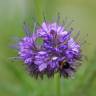 Fotografia 1 da espécie Phacelia tanacetifolia do Jardim Botânico UTAD