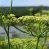 Fotografia 10 da espécie Petroselinum crispum do Jardim Botânico UTAD