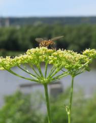 Petroselinum crispum