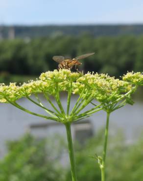 Fotografia 1 da espécie Petroselinum crispum no Jardim Botânico UTAD