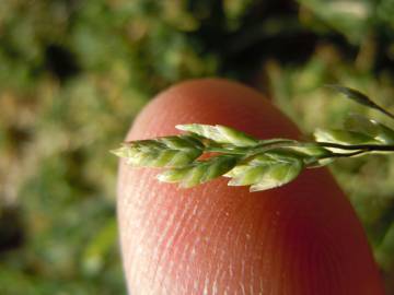 Fotografia da espécie Poa annua