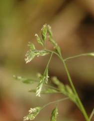 Poa annua