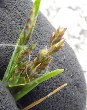 Fotografia 8 da espécie Poa annua no Jardim Botânico UTAD