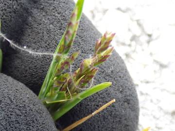 Fotografia da espécie Poa annua