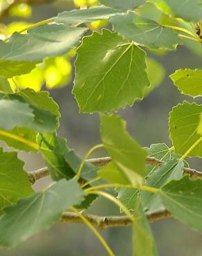 Fotografia 5 da espécie Populus tremula no Jardim Botânico UTAD