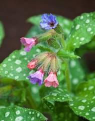 Pulmonaria officinalis