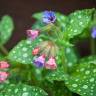 Fotografia 1 da espécie Pulmonaria officinalis do Jardim Botânico UTAD