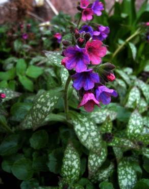 Fotografia 5 da espécie Pulmonaria officinalis no Jardim Botânico UTAD