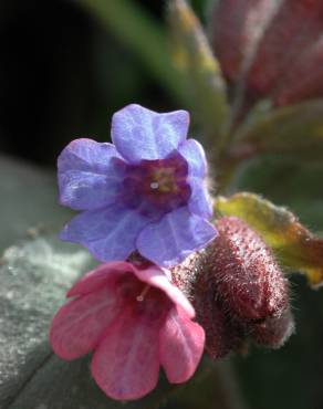 Fotografia 6 da espécie Pulmonaria officinalis no Jardim Botânico UTAD