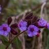 Fotografia 8 da espécie Pulmonaria officinalis do Jardim Botânico UTAD